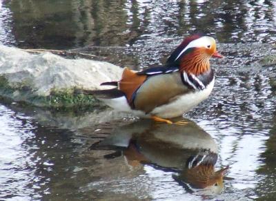 Прикрепленное изображение: su2.jpg